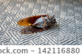 Cicada carcass 142116880
