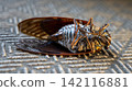 Cicada carcass 142116881