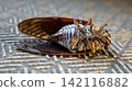 Cicada carcass 142116882