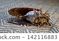 Cicada carcass 142116883