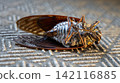 Cicada carcass 142116885