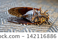 Cicada carcass 142116886