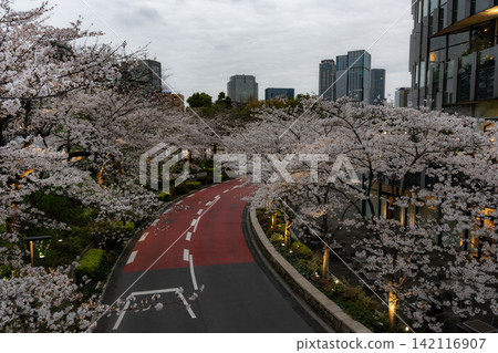 櫻花盛開的道路 櫻花盛開的道路 142116907