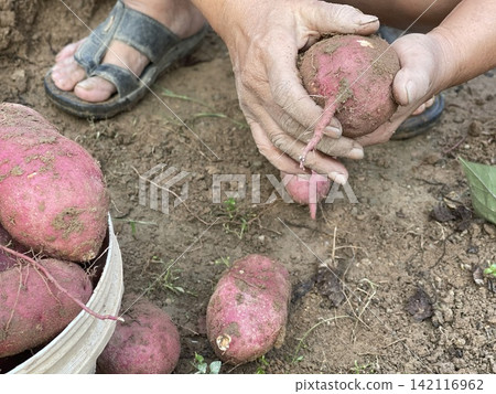 Hands Holding Freshly Harvested Sweet Potato In Garden Hands Holding Freshly Harvested Sweet Potato In Garden 142116962