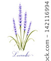 Hand-drawn watercolor illustration of lavender | Botanical material with handwritten text 142116994