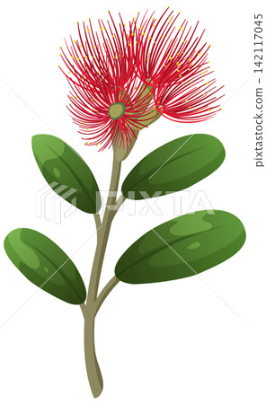 Red Pohutukawa Flower with Green Leaves Vector Illustration Red Pohutukawa Flower with Green Leaves Vector Illustration 142117045