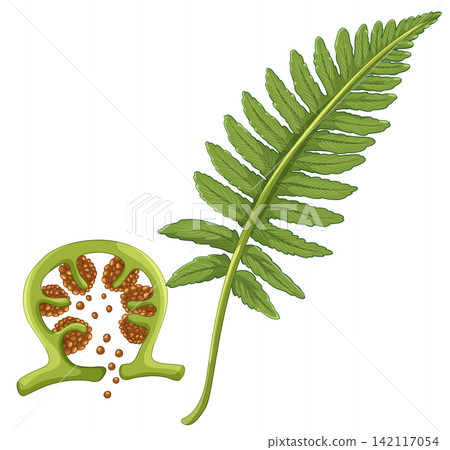 Botanical Illustration of a Fern Frond and Sporangium Cross Section Botanical Illustration of a Fern Frond and Sporangium Cross Section 142117054
