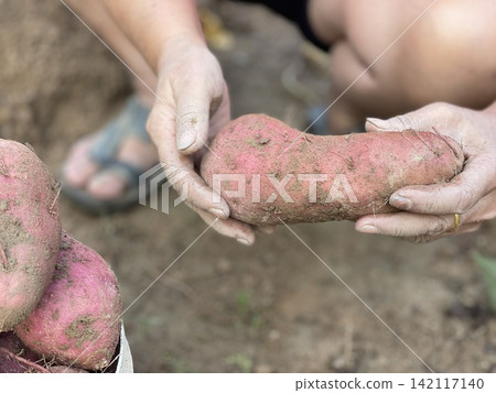 Hands Holding Large Freshly Harvested Sweet Potato Hands Holding Large Freshly Harvested Sweet Potato 142117140