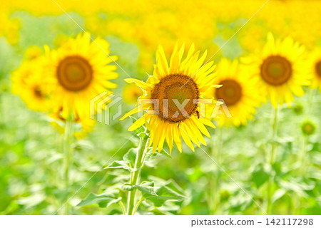 仲夏向日葵 仲夏向日葵 142117298