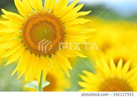Midsummer Sunflower 142117351