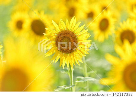 Midsummer Sunflower Midsummer Sunflower 142117352