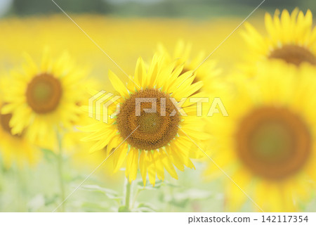 仲夏向日葵 仲夏向日葵 142117354