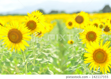 仲夏向日葵 仲夏向日葵 142117355