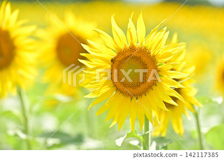 仲夏向日葵 仲夏向日葵 142117385