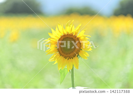 Midsummer Sunflower Midsummer Sunflower 142117388