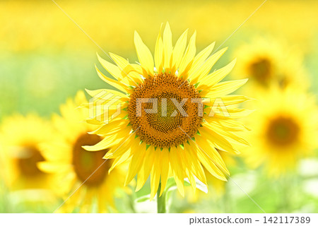 Midsummer Sunflower Midsummer Sunflower 142117389