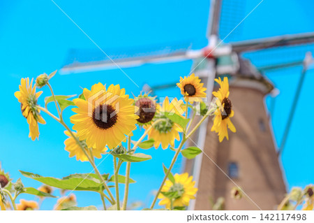 A refreshing summer scene of sunflowers and a Dutch windmill. A refreshing summer scene of sunflowers and a Dutch windmill. 142117498