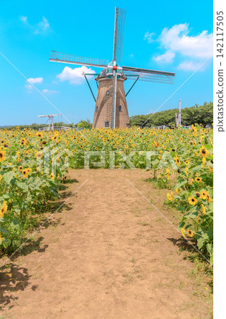 A refreshing summer scene of sunflowers and a Dutch windmill. A refreshing summer scene of sunflowers and a Dutch windmill. 142117505