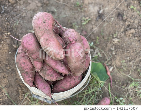 Top View Of Bucket Overflowing With Red Sweet Potatoes Top View Of Bucket Overflowing With Red Sweet Potatoes 142117507