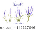 Natural hand-drawn watercolor lavender illustration set | Botanical Herbs 142117646