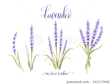 Natural hand-drawn watercolor lavender illustration set | Botanical Herbs Natural hand-drawn watercolor lavender illustration set | Botanical Herbs 142117646
