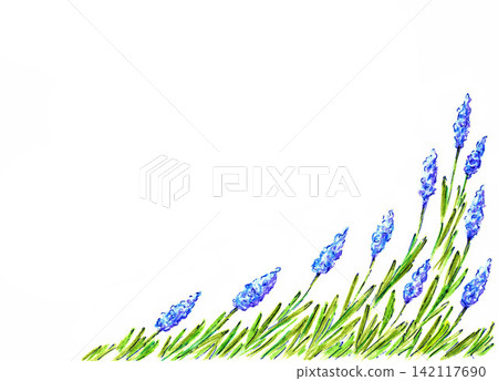 Hand-drawn with colored pencils illustration for the decoration of postcards, posters, albums, products from medicinal herbs. Lavender flowers on a white background with place for text. Provence style Hand-drawn with colored pencils illustration for the decoration of postcards, posters, albums, products from medicinal herbs. Lavender flowers on a white background with place for text. Provence style 142117690