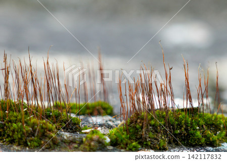 Macro View of Green Moss and Delicate Microflora Growing on Weathered Concrete Surface in Nature 142117832