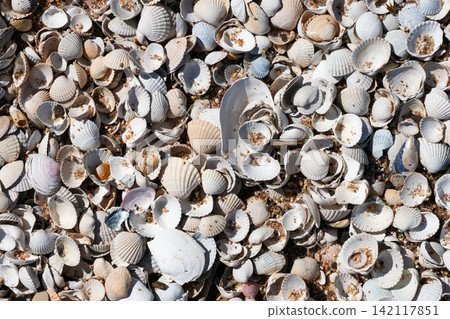 Seashells Covering Sandy Beach on the Baltic Sea Coast in Latvia Seashells Covering Sandy Beach on the Baltic Sea Coast in Latvia 142117851