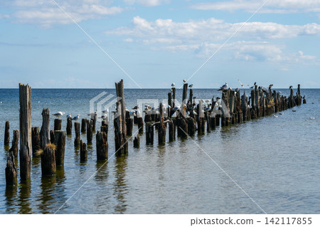 Seagulls and Cormorants Resting on Old Wooden Pilings Along Baltic Sea Coast in Latvia Seagulls and Cormorants Resting on Old Wooden Pilings Along Baltic Sea Coast in Latvia 142117855