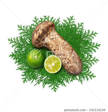 Realistic illustration of a matsutake mushroom Realistic illustration of a matsutake mushroom 142118230