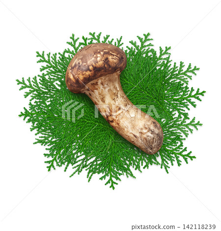 Realistic illustration of a matsutake mushroom Realistic illustration of a matsutake mushroom 142118239
