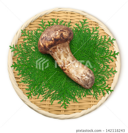 Realistic illustration of a matsutake mushroom Realistic illustration of a matsutake mushroom 142118243