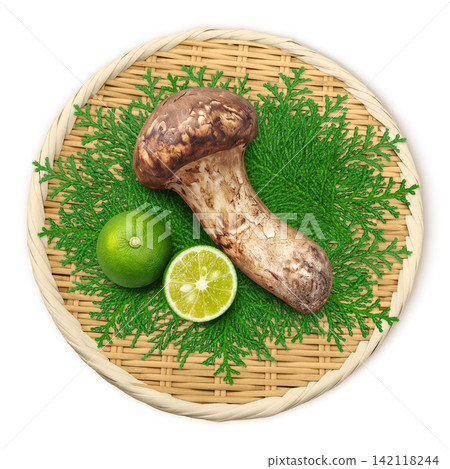 Realistic illustration of a matsutake mushroom Realistic illustration of a matsutake mushroom 142118244