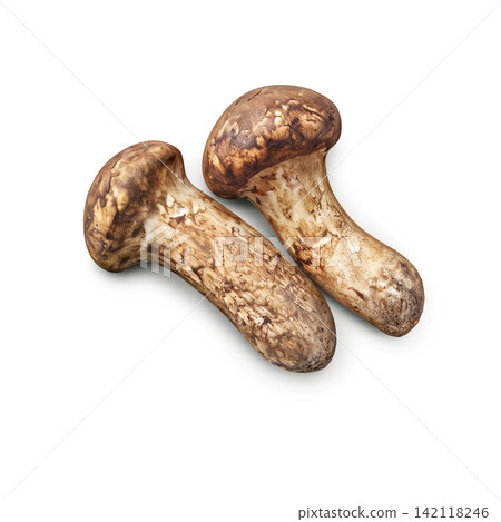 Realistic illustration of a matsutake mushroom Realistic illustration of a matsutake mushroom 142118246