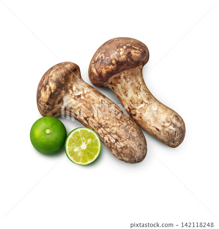 Realistic illustration of a matsutake mushroom Realistic illustration of a matsutake mushroom 142118248