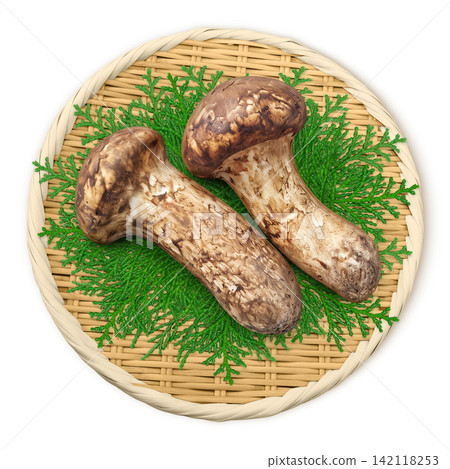 Realistic illustration of a matsutake mushroom Realistic illustration of a matsutake mushroom 142118253