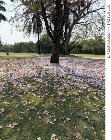 A park where flower petals have fallen. A park where flower petals have fallen. 142118316