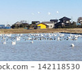 Swans arrive and the rural landscape 142118530