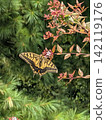 花和swallowtail蝴蝶 142119176