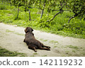 Chocolate Labrador retriever lying among the vineyards, illustrating an inviting wine tasting season moment in Austrian vineyards. 142119232