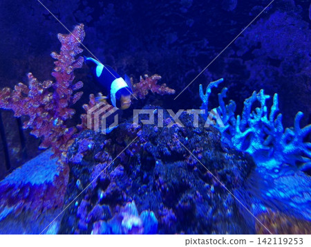 水族館魚類 142119253
