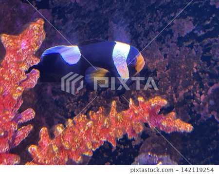 水族館魚類 水族館魚類 142119254
