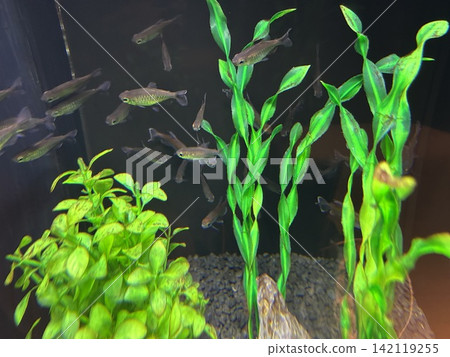 水族館魚類 142119255