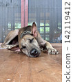 Sleeping Thai Ridgeback dog on the wooden floor, Thailand. 142119412