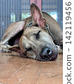 Thai Ridgeback dog sleeping on the floor in the house. 142119456