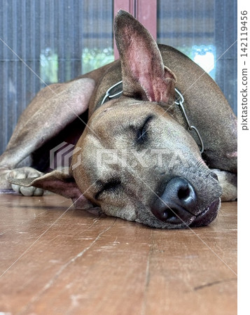 Thai Ridgeback dog sleeping on the floor in the house. Thai Ridgeback dog sleeping on the floor in the house. 142119456