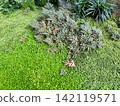 Garden decoration with green plants and moss in the botanical garden 142119571