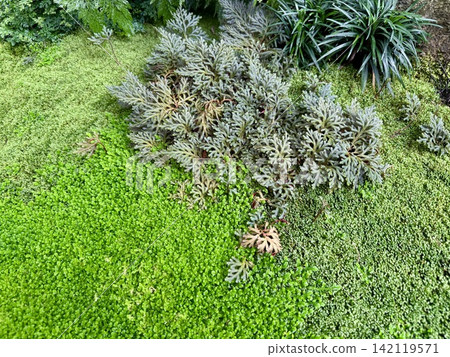 Garden decoration with green plants and moss in the botanical garden 142119571