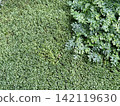 Green ferns and moss on the ground in the garden. 142119630