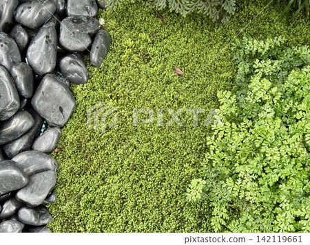 Green moss and rock garden background, copy space for your text. 142119661